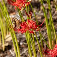 #ヒガンバナとアゲハチョウ