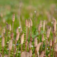 つくしはシダ植物スギナの胞子茎 #つくし