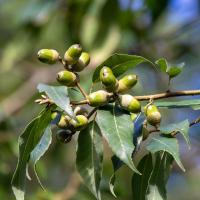 #シラカシ #どんぐり