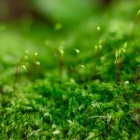 スギゴケの胞子嚢 #スギゴケ #蒴 #胞子嚢