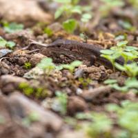 #ニホンカナヘビ