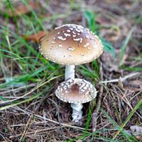 #テングタケ #毒キノコ