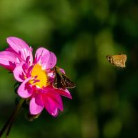 #イチモンジセセリ #ダリア