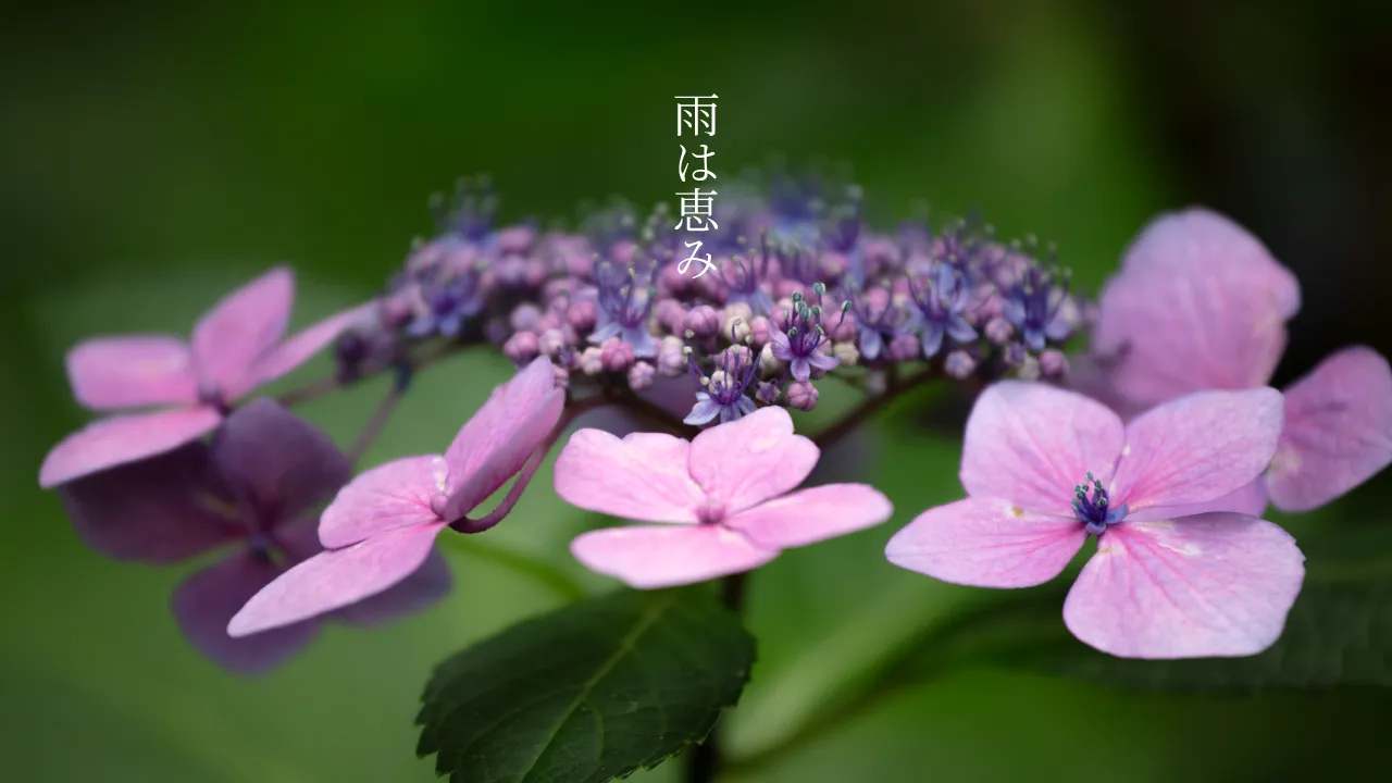 Hydrangea Pc