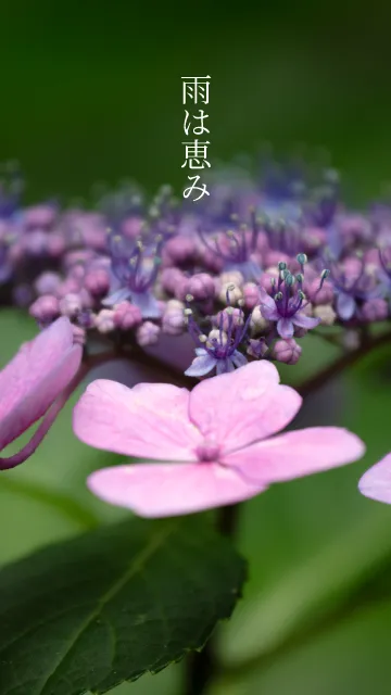 Hydrangea Sp