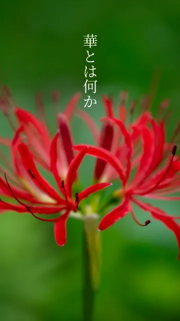 Lycoris Sp