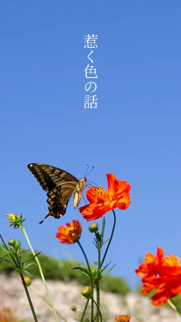 Swallowtail Sp